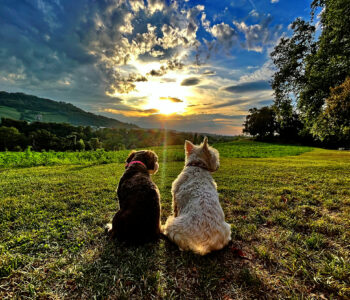 doggy-sunrise