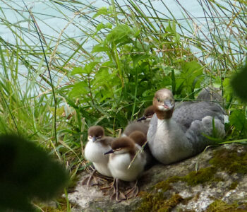 enten-nachwuchs