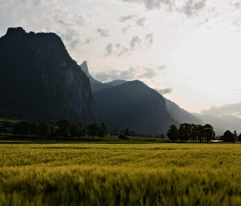 feld1